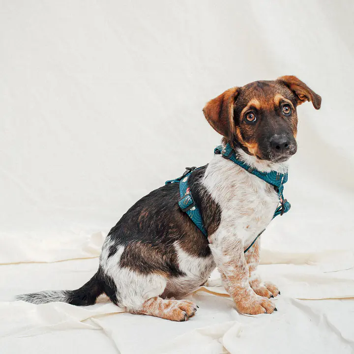 "Doggomaki" dog or cat harness - Master