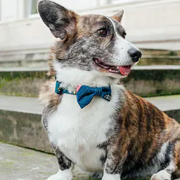 COPY OF Dog or cat collar "Doggomaki" - Master