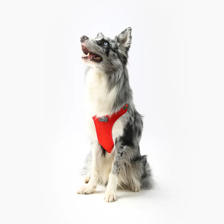 Szelki bezuciskowe dla psa lub kota "Większe niż poziomka na 9 liter" - Master