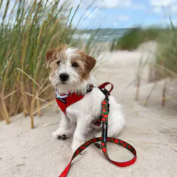 Szelki bezuciskowe dla psa lub kota "Większe niż poziomka na 9 liter" - Master