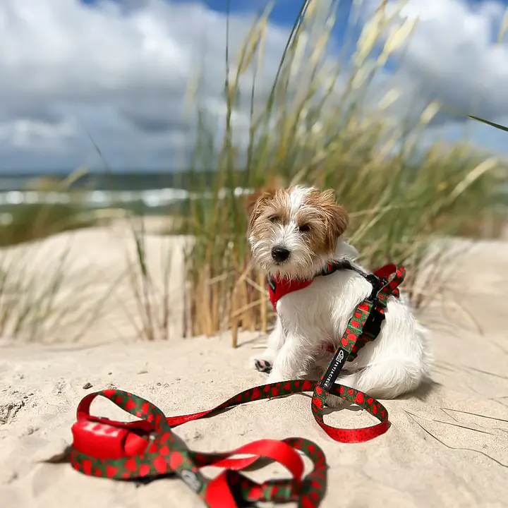 Szelki bezuciskowe dla psa lub kota "Większe niż poziomka na 9 liter" - Master