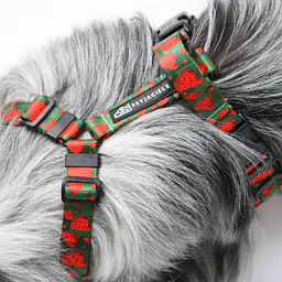 Szelki bezuciskowe dla psa lub kota "Większe niż poziomka na 9 liter" - Master