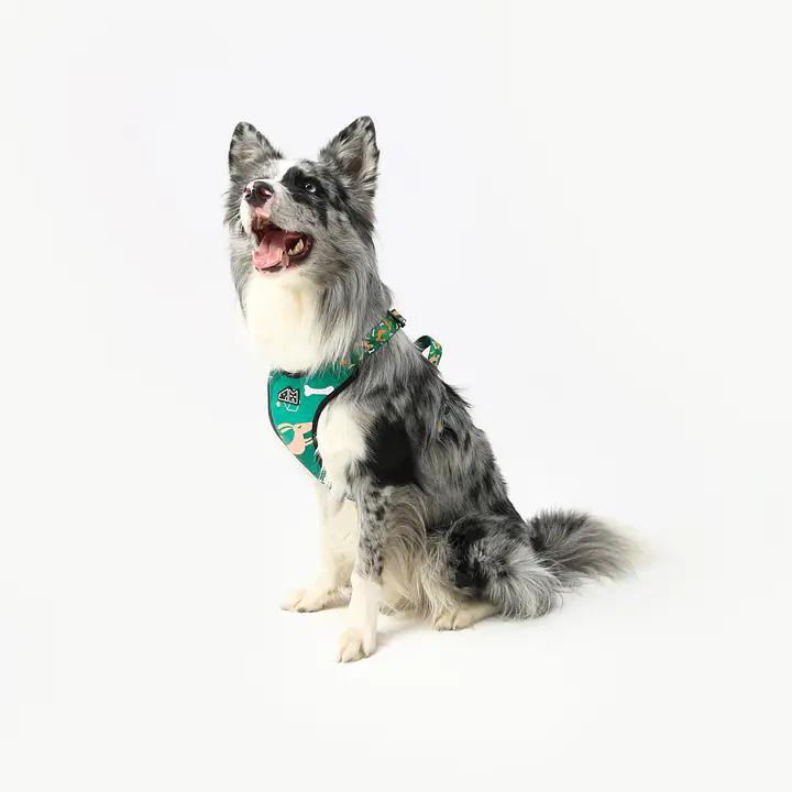 Dog or cat pressure free harness "Sleepy dogs"  - Master