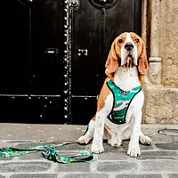 Dog or cat pressure free harness "Sleepy dogs"  - Master