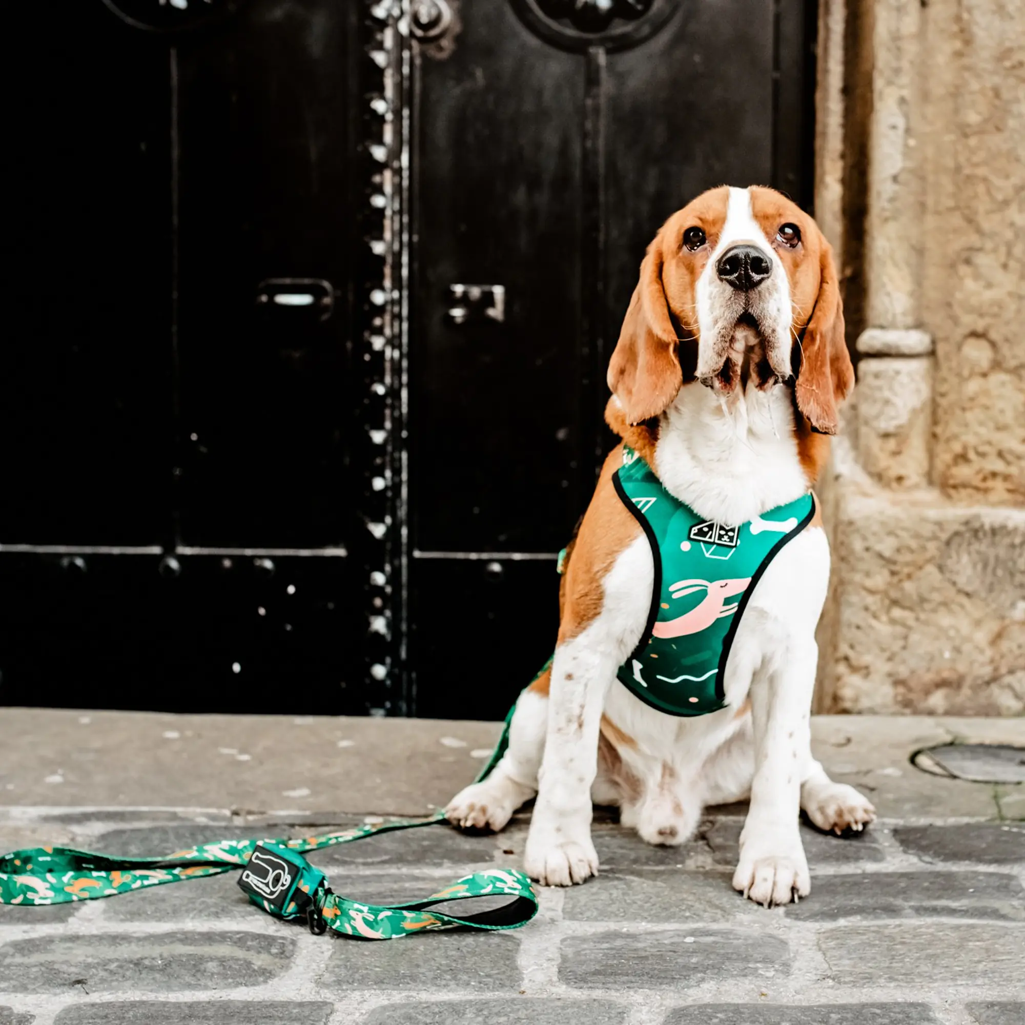 Dog or cat pressure free harness "Sleepy dogs"  - Master