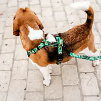 Dog or cat pressure free harness "Sleepy dogs"  - Master