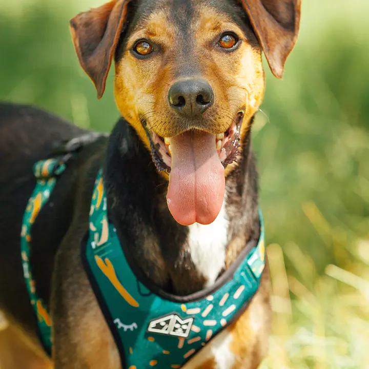 Dog or cat pressure free harness "Sleepy dogs"  - Master