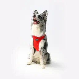 Dog or cat pressure free harness "Woof for the better world"  - Master