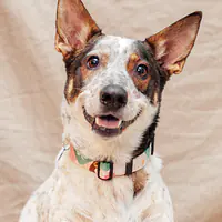 Dog or cat collar "No drama lama"  - Master