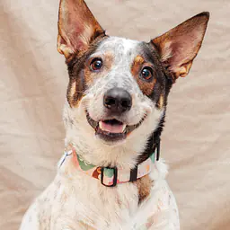 Dog or cat collar "No drama lama"  - Master