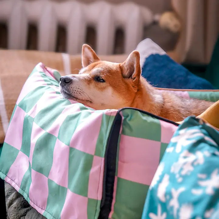 Fotelik samochodowy na przednią lub tylną kanapę - Master