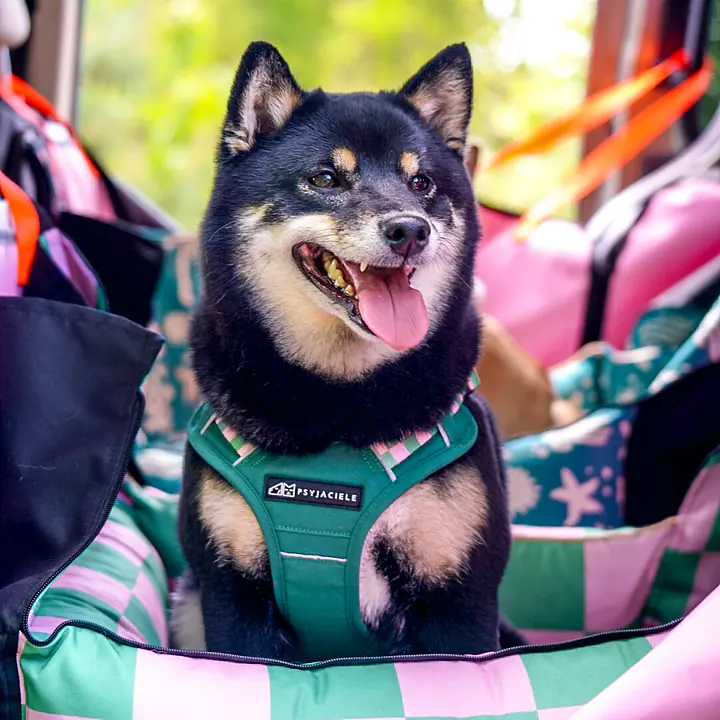 Fotelik samochodowy na przednią lub tylną kanapę - Master