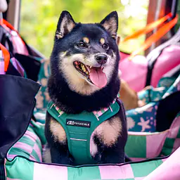 Fotelik samochodowy na przednią lub tylną kanapę - Master