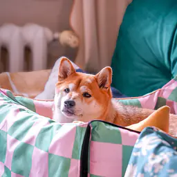 Fotelik samochodowy na przednią lub tylną kanapę - Master