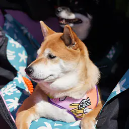 Fotelik samochodowy na przednią lub tylną kanapę - Master