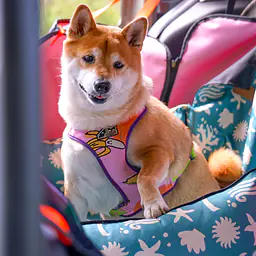 Fotelik samochodowy na przednią lub tylną kanapę - Master