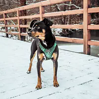 WYPRZEDAŻ Szelki bezuciskowe dla psa lub kota "Welcome to the jungle" - Master