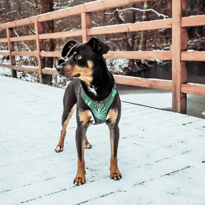 WYPRZEDAŻ Szelki bezuciskowe dla psa lub kota "Welcome to the jungle" - Master