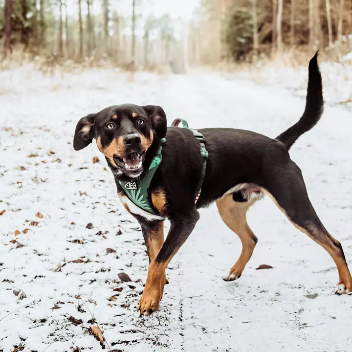 WYPRZEDAŻ Szelki bezuciskowe dla psa lub kota "Welcome to the jungle" - Master