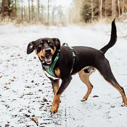 WYPRZEDAŻ Szelki bezuciskowe dla psa lub kota "Welcome to the jungle" - Master