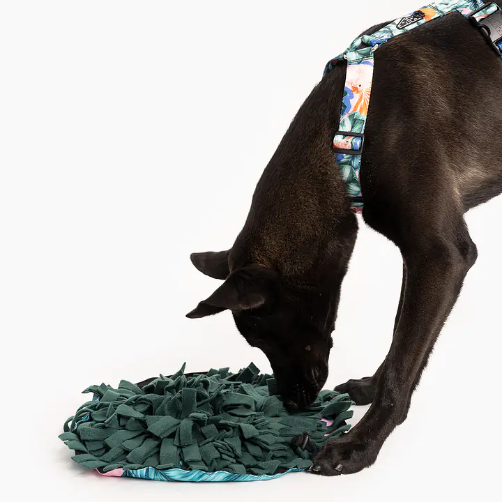 Mata węchowa - zabawka nosework 3 w 1 - Master