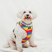 "Love, Equality, Teethers" pressure-free harness - Master