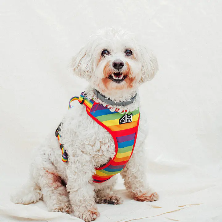 "Love, Equality, Teethers" pressure-free harness - Master