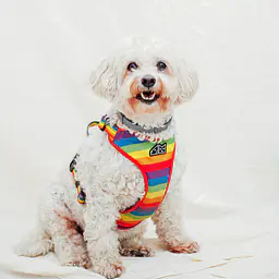 Szelki bezuciskowe dla psa lub kota "Miłość, równość, gryzaki" - Master