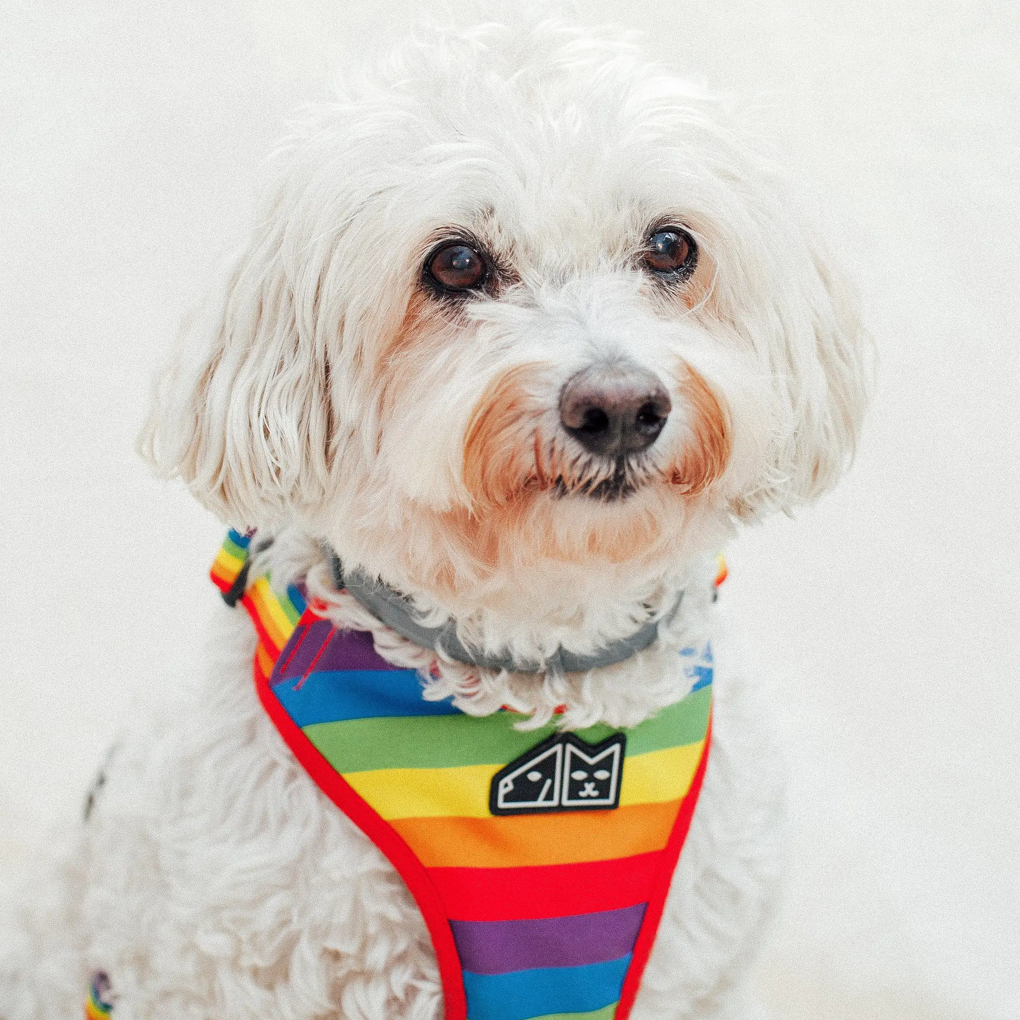 "Love, Equality, Teethers" pressure-free harness - Master