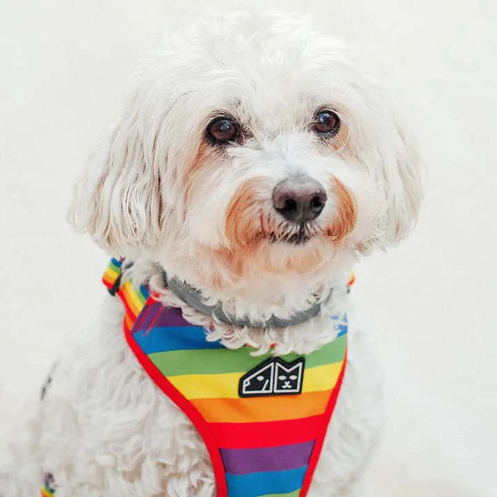 "Love, Equality, Teethers" pressure-free harness - Master