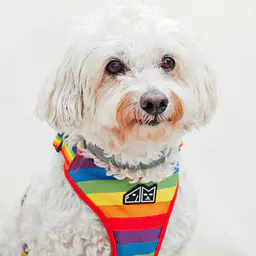 Szelki bezuciskowe dla psa lub kota "Miłość, równość, gryzaki" - Master