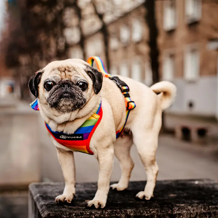 Szelki bezuciskowe dla psa lub kota "Miłość, równość, gryzaki" - Master