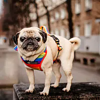 Szelki bezuciskowe dla psa lub kota "Miłość, równość, gryzaki" - Master