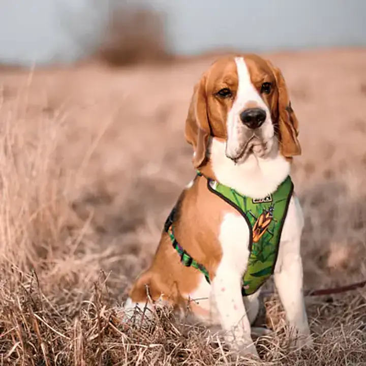 WYPRZEDAZ Szelki bezuciskowe dla psa lub kota "Bug off" - Master