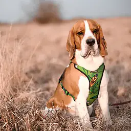 WYPRZEDAZ Szelki bezuciskowe dla psa lub kota "Bug off" - Master