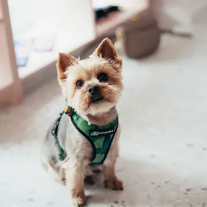 WYPRZEDAZ Szelki bezuciskowe dla psa lub kota "Bug off" - Master