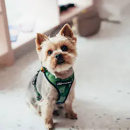 WYPRZEDAZ Szelki bezuciskowe dla psa lub kota "Bug off" - Master