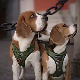 WYPRZEDAZ Szelki bezuciskowe dla psa lub kota "Bug off" - Master