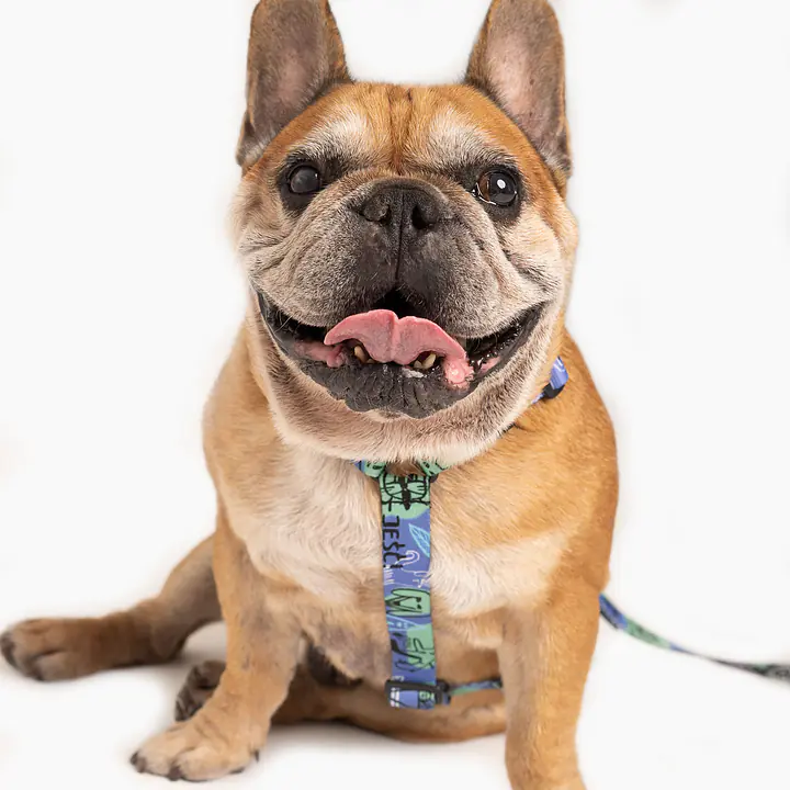 WYPRZEDAŻ Szelki dla psa lub kota typu guard "Spacer albo psikus" - Master