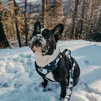 "Polar pattern" pressure-free harness - Master