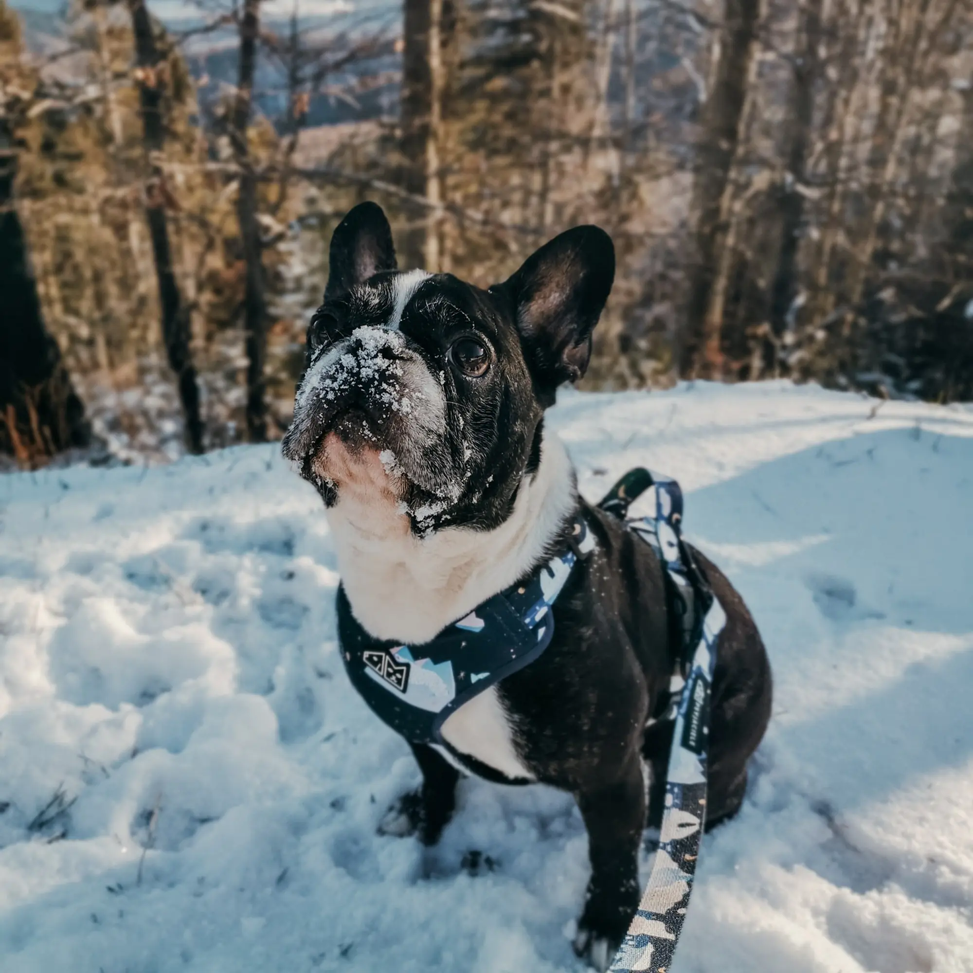 "Polar pattern" pressure-free harness - Master