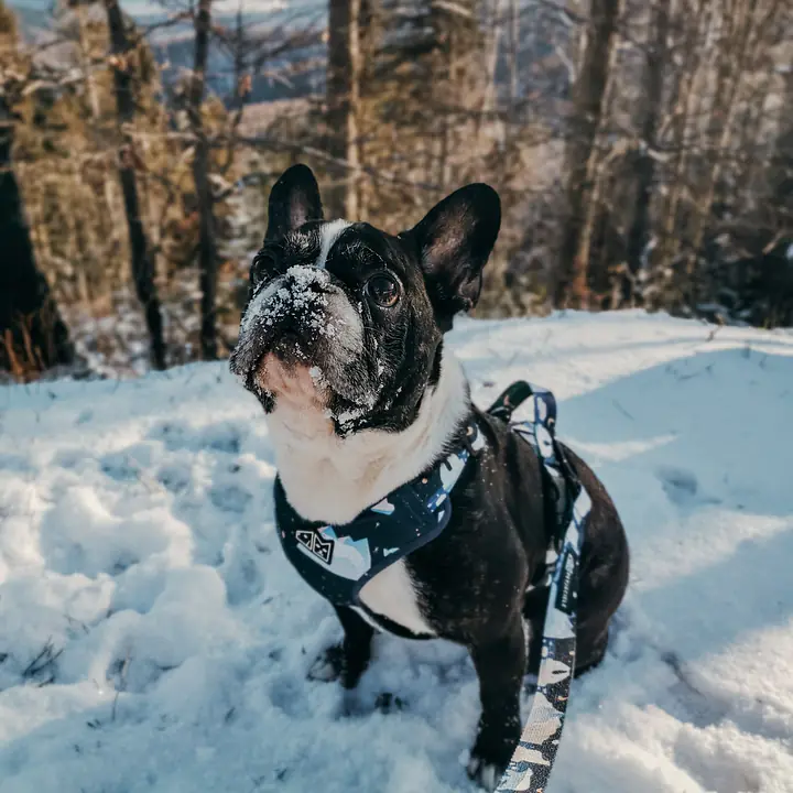 "Polar pattern" pressure-free harness - Master