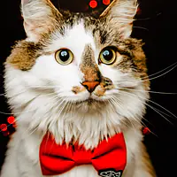 Bow tie "Red as a beet" - Master