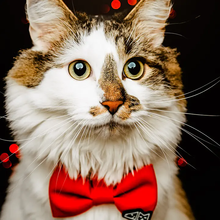 Bow tie "Red as a beet" - Master