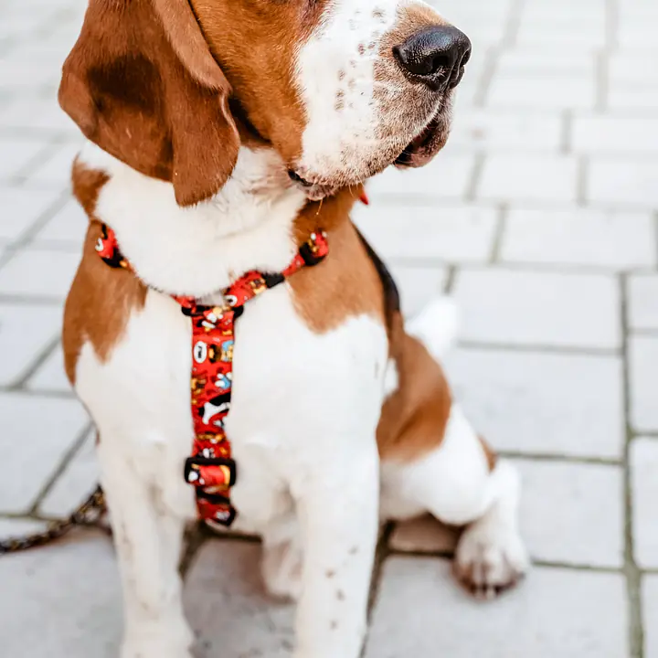 Dog or cat guard harness "Woof for the better world"  - Master