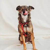 Dog or cat guard harness "Woof for the better world"  - Master