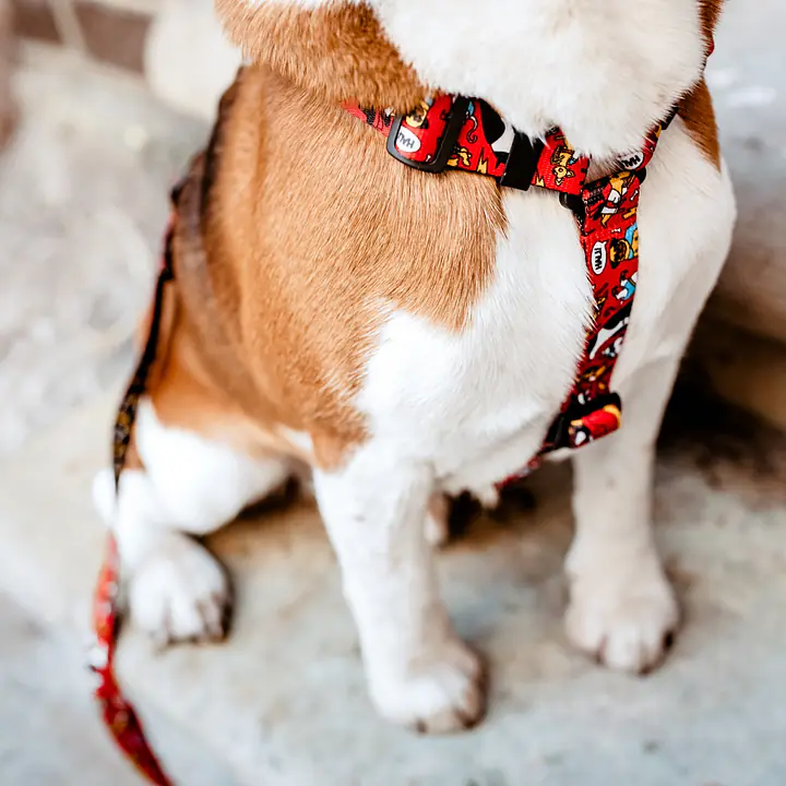 Dog or cat guard harness "Woof for the better world"  - Master