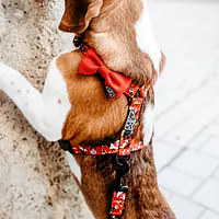 Dog or cat guard harness "Woof for the better world"  - Master