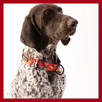 Obroża półzaciskowa dla psa lub kota "Pies, który lata najlepsze ma za sobą" - Master