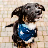 Bandana "Polar pattern" - Master